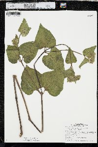 Mirabilis nyctaginea image