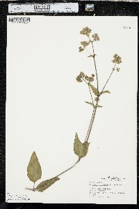 Mirabilis nyctaginea image