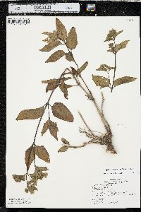 Mirabilis nyctaginea image