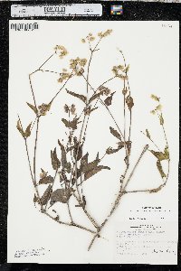 Mirabilis nyctaginea image