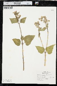 Mirabilis nyctaginea image