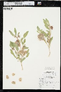 Tripterocalyx micranthus image