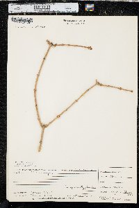 Forsythia suspensa image