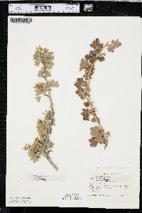 Ribes oxyacanthoides image