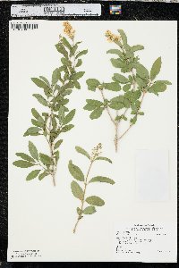 Ligustrum vulgare image