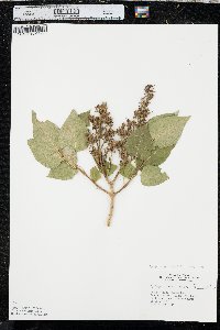 Syringa vulgaris image