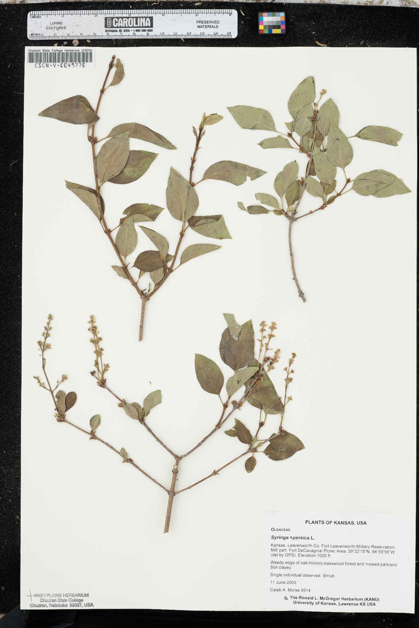 Syringa x persica image