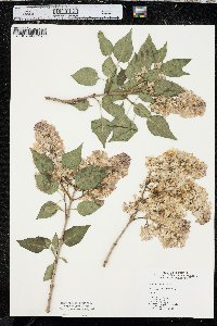 Syringa vulgaris image