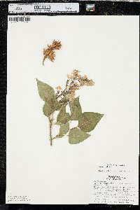 Syringa vulgaris image