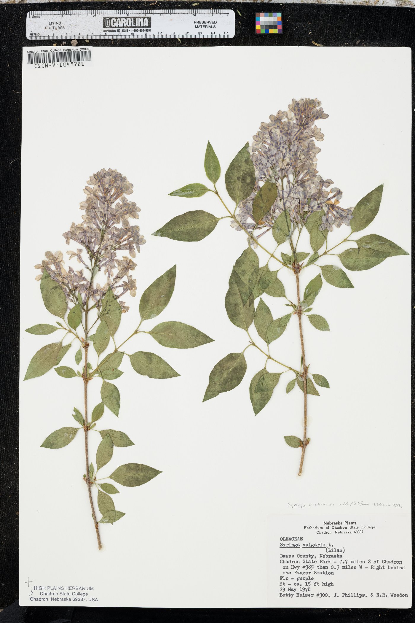 Syringa x chinensis image