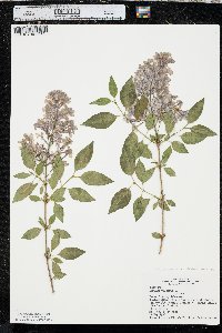 Syringa x chinensis image