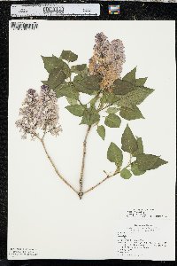 Syringa vulgaris image