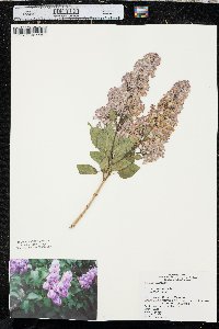 Syringa vulgaris image