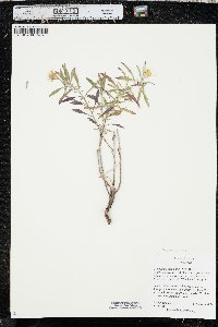 Oenothera serrulata image