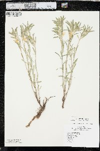 Oenothera serrulata image