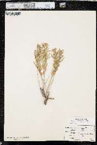 Oenothera serrulata image