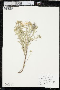 Oenothera serrulata image