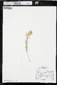 Oenothera serrulata image