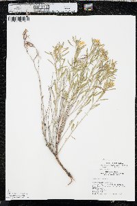 Oenothera serrulata image