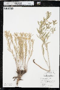 Oenothera serrulata image