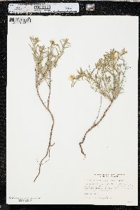 Oenothera serrulata image