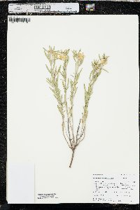 Oenothera serrulata image