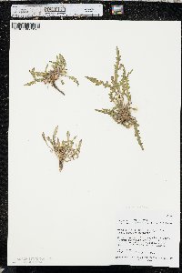 Taraxia breviflora image