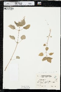 Circaea alpina subsp. alpina image