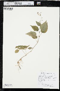 Circaea canadensis image