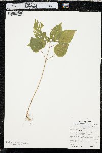 Circaea canadensis image