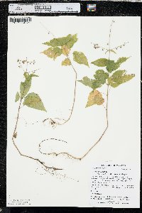 Circaea canadensis image