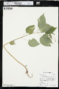 Circaea canadensis image