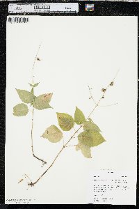 Circaea canadensis image