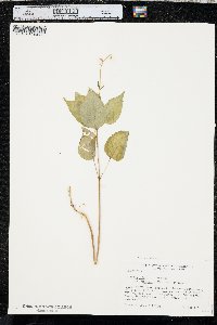 Circaea canadensis image