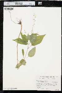 Circaea canadensis image