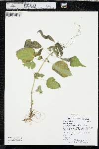 Circaea canadensis image