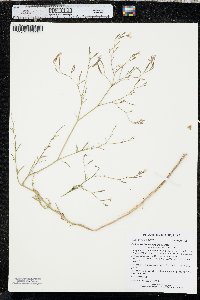 Epilobium brachycarpum image