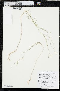 Epilobium brachycarpum image