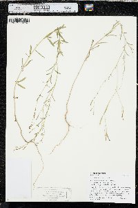 Epilobium brachycarpum image