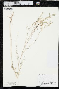 Epilobium brachycarpum image