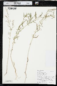 Epilobium brachycarpum image