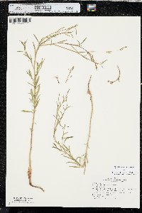 Epilobium brachycarpum image