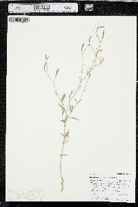 Epilobium brachycarpum image