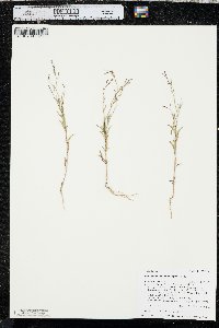 Epilobium brachycarpum image