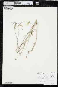 Epilobium brachycarpum image