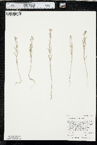 Epilobium brachycarpum image