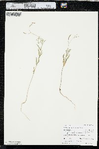 Epilobium brachycarpum image