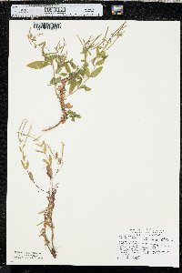 Epilobium ciliatum subsp. watsonii image