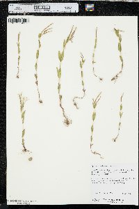 Epilobium halleanum image