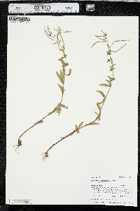 Epilobium hornemannii image